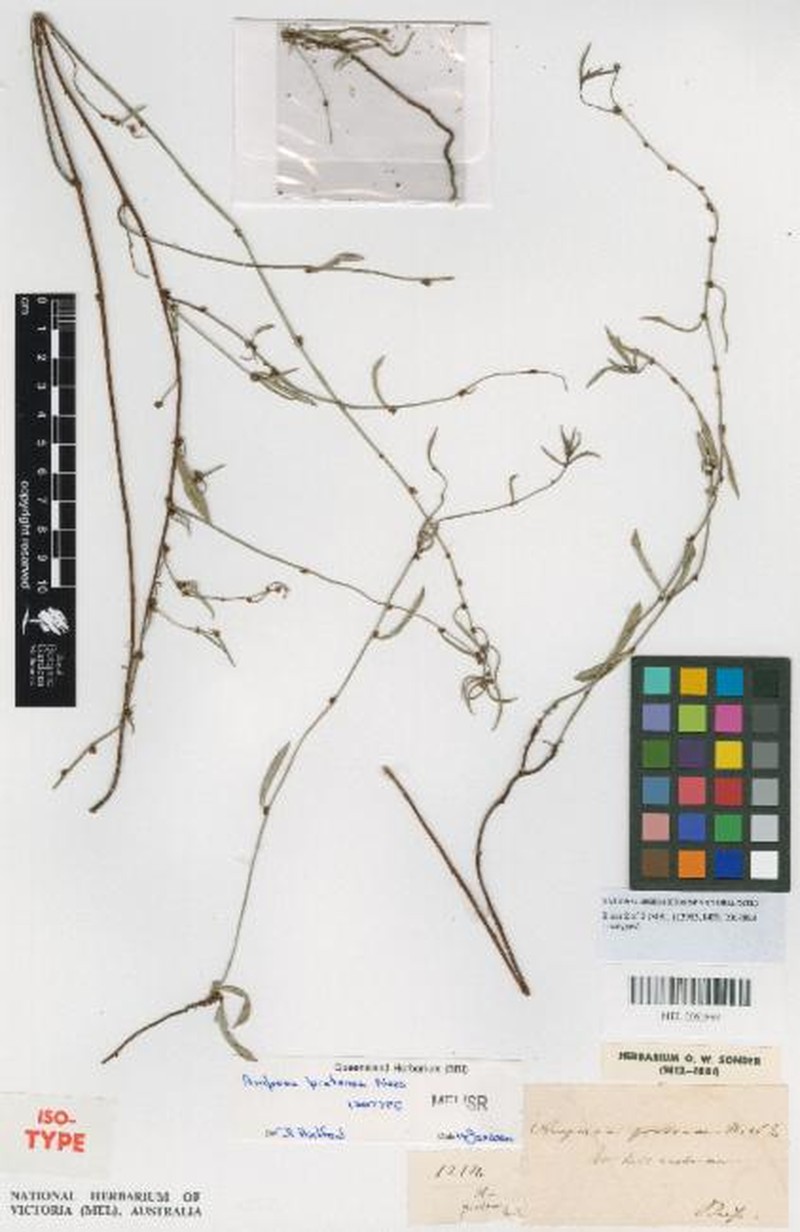 Amperea protensa