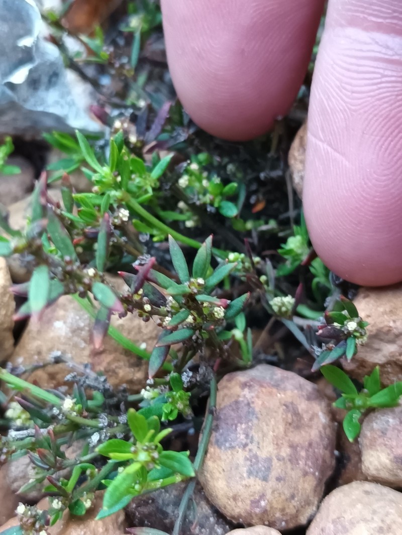 Amperea simulans