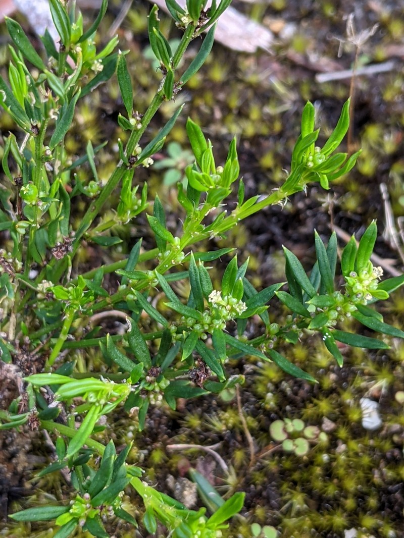 Amperea simulans photo 2