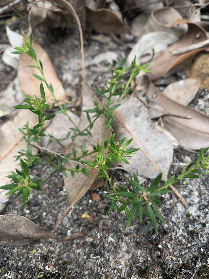 Amperea simulans photo 3