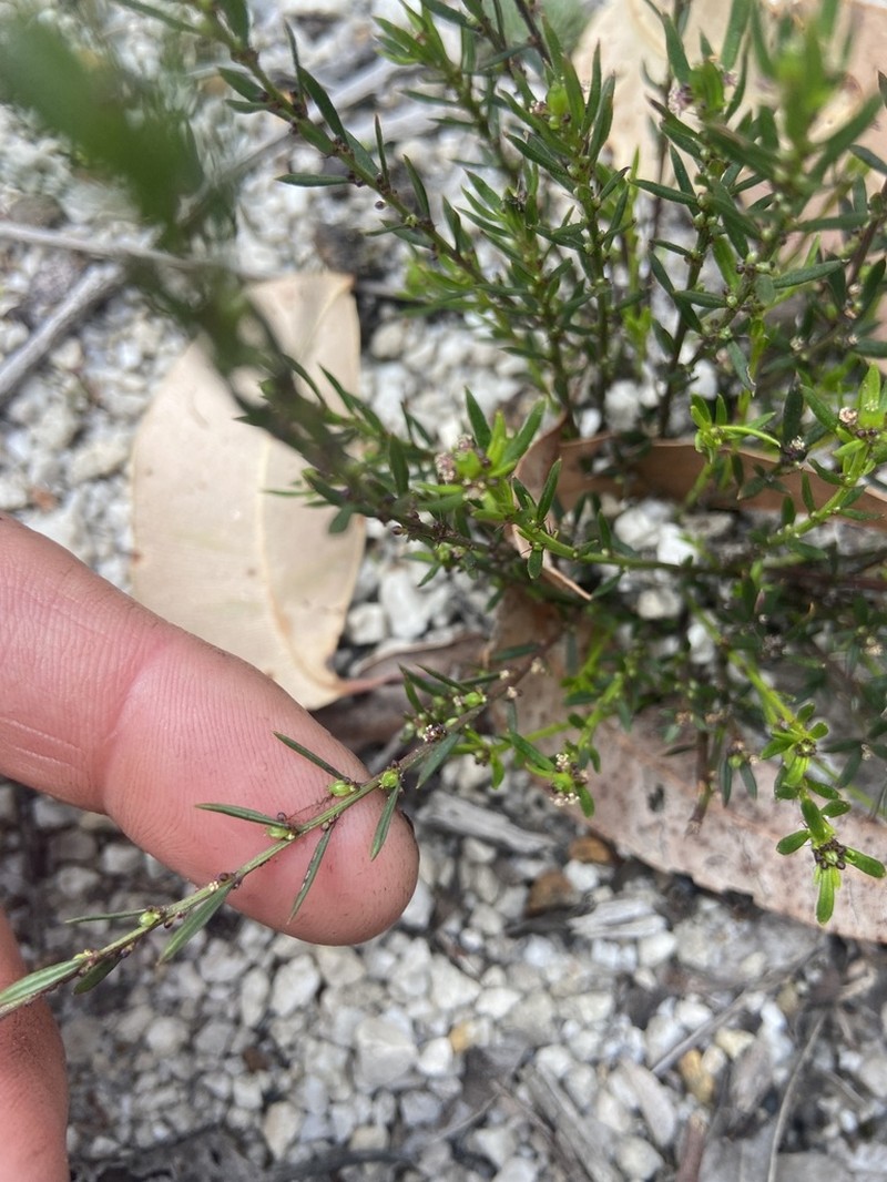 Amperea simulans photo 4