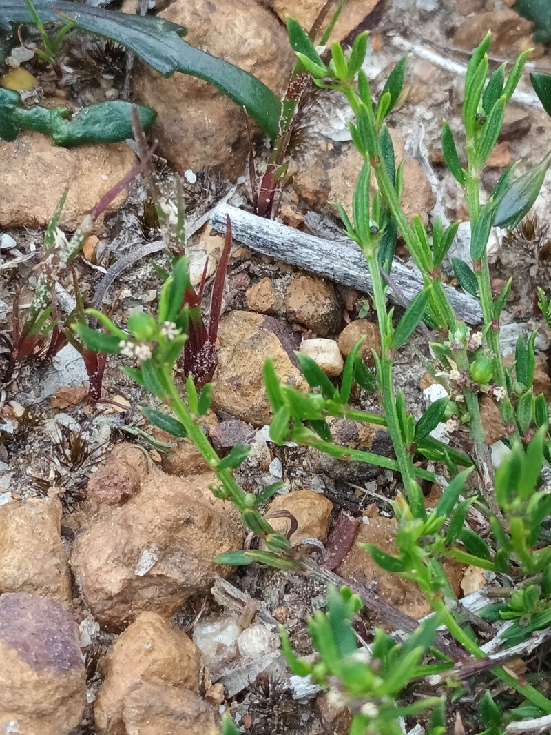 Amperea simulans photo 5