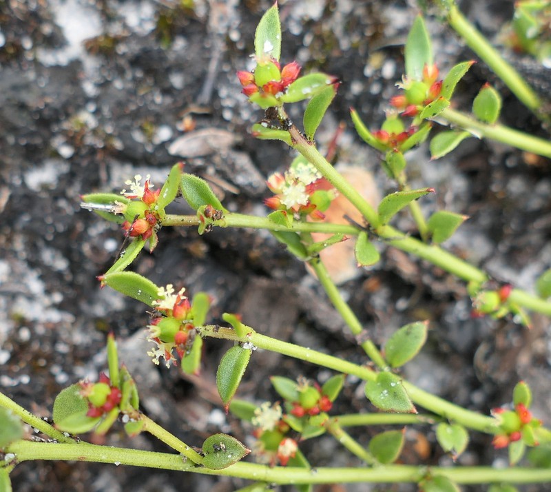 Amperea simulans photo 6