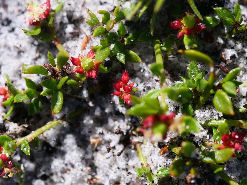 Amperea simulans photo 8