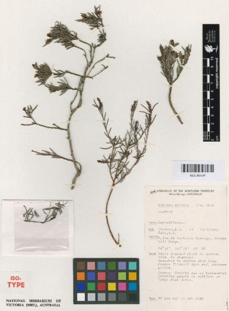 Amperea spicata