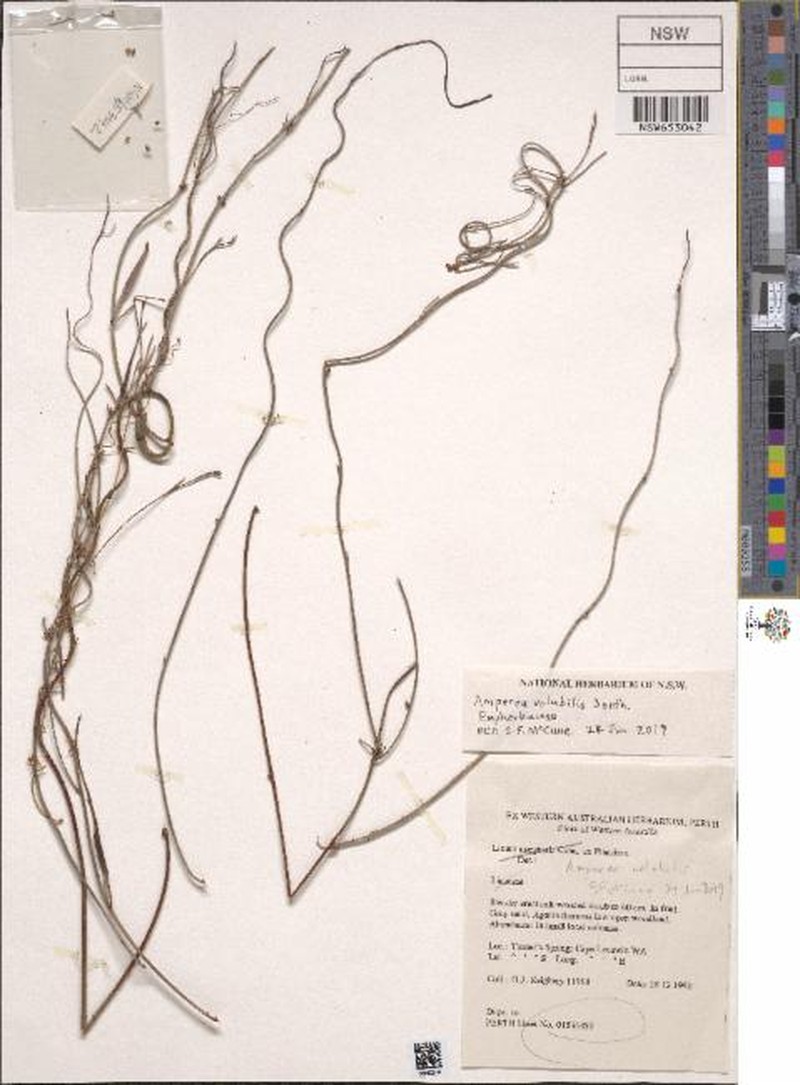 Amperea volubilis