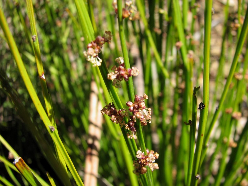 Amperea xiphoclada