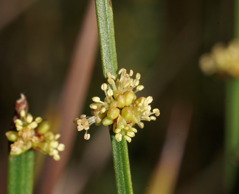 Amperea xiphoclada photo 3