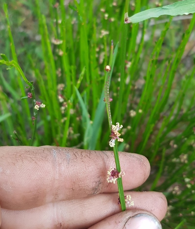 Amperea xiphoclada photo 4