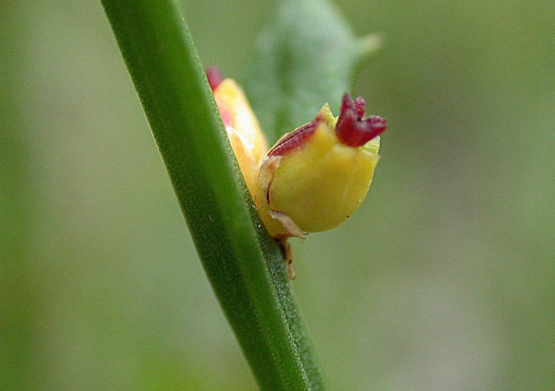 Amperea xiphoclada photo 5