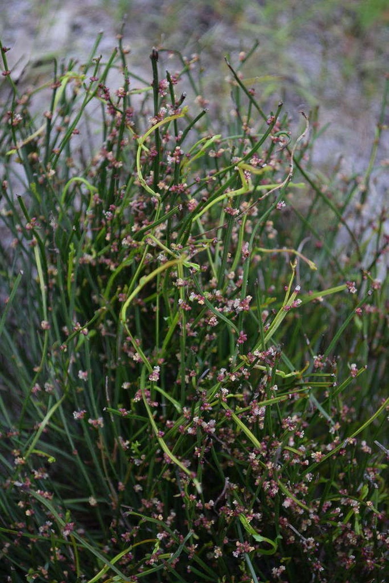 Amperea xiphoclada photo 6
