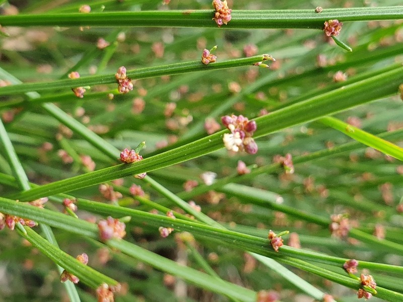 Amperea xiphoclada photo 7