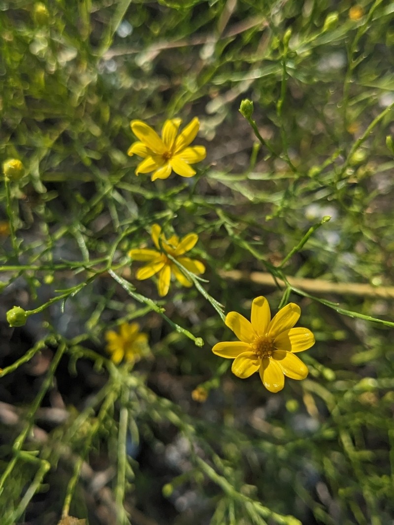 Texas Broomweed
