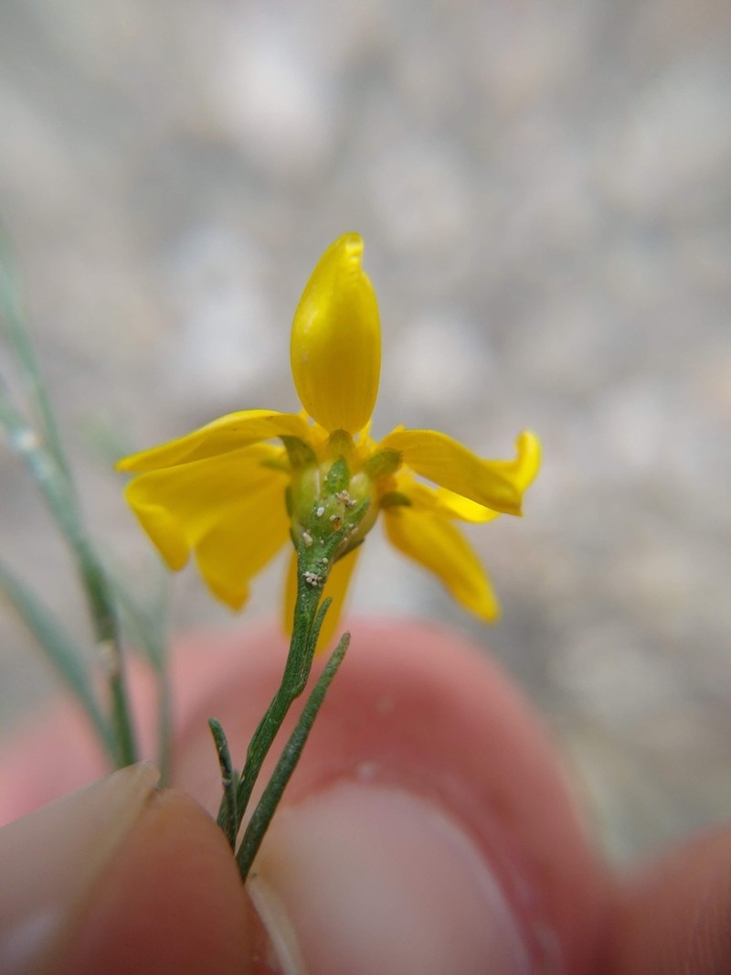 Texas Broomweed photo 2