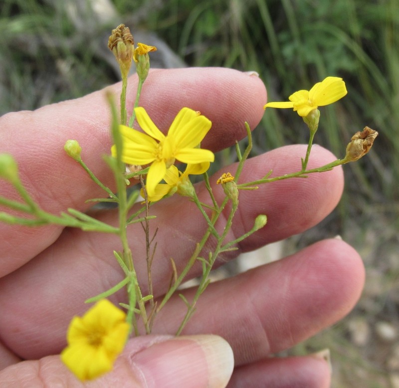 Texas Broomweed photo 3