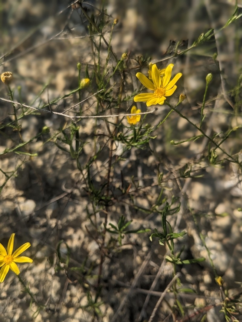 Texas Broomweed photo 4
