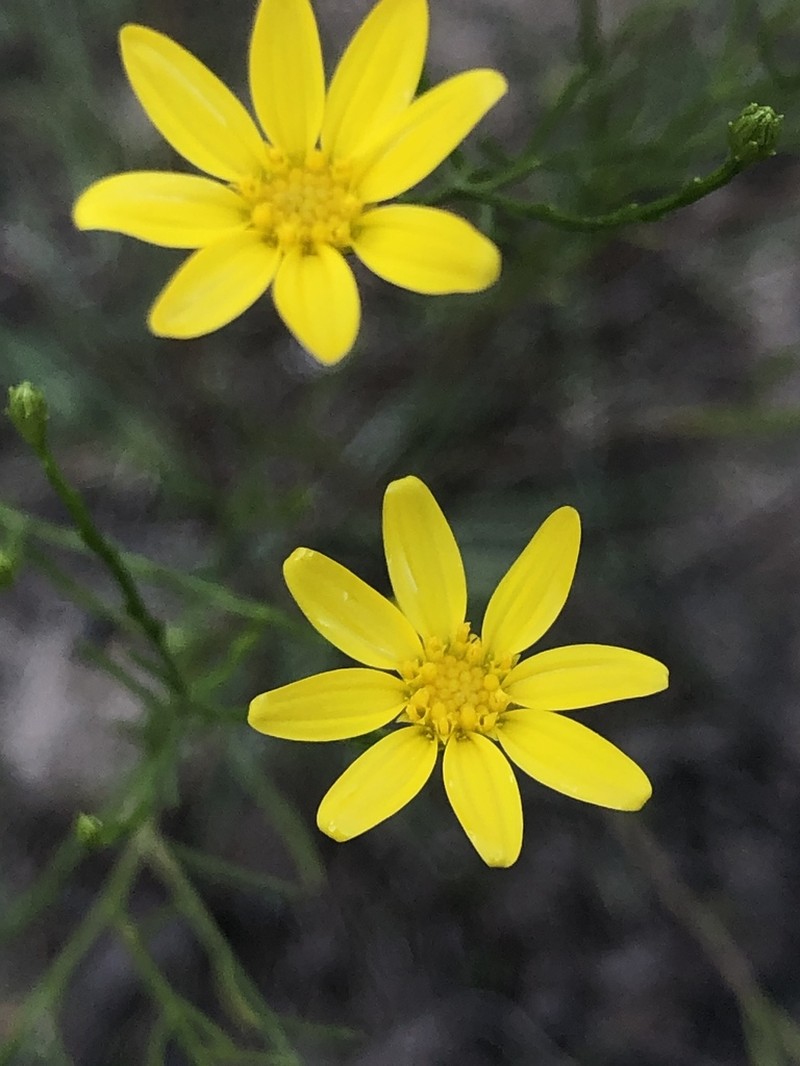Texas Broomweed photo 5