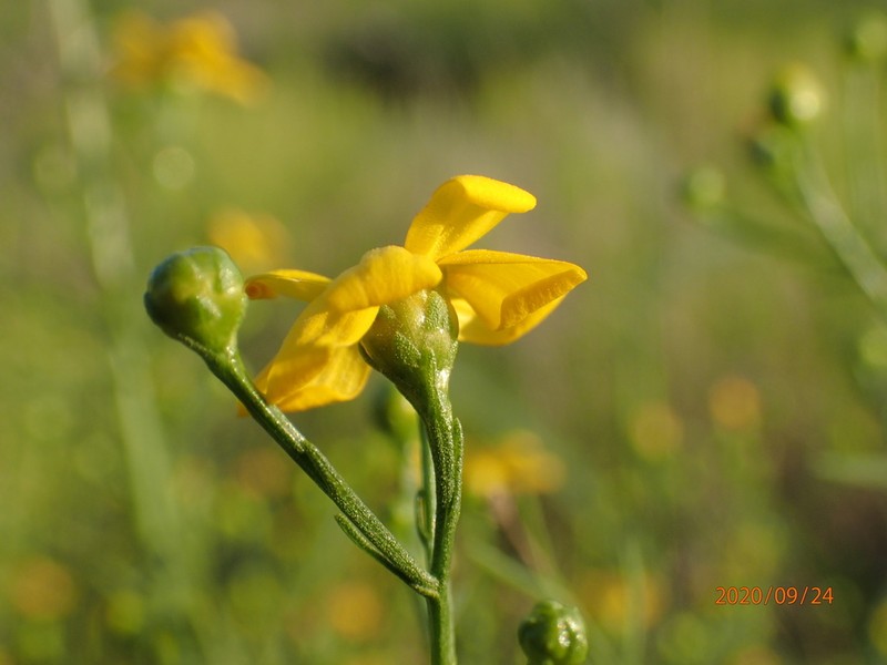 Texas Broomweed photo 6