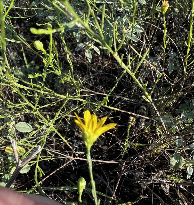 Texas Broomweed photo 7