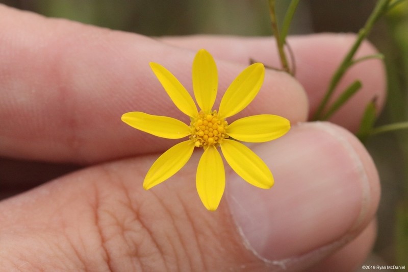 Texas Broomweed photo 8