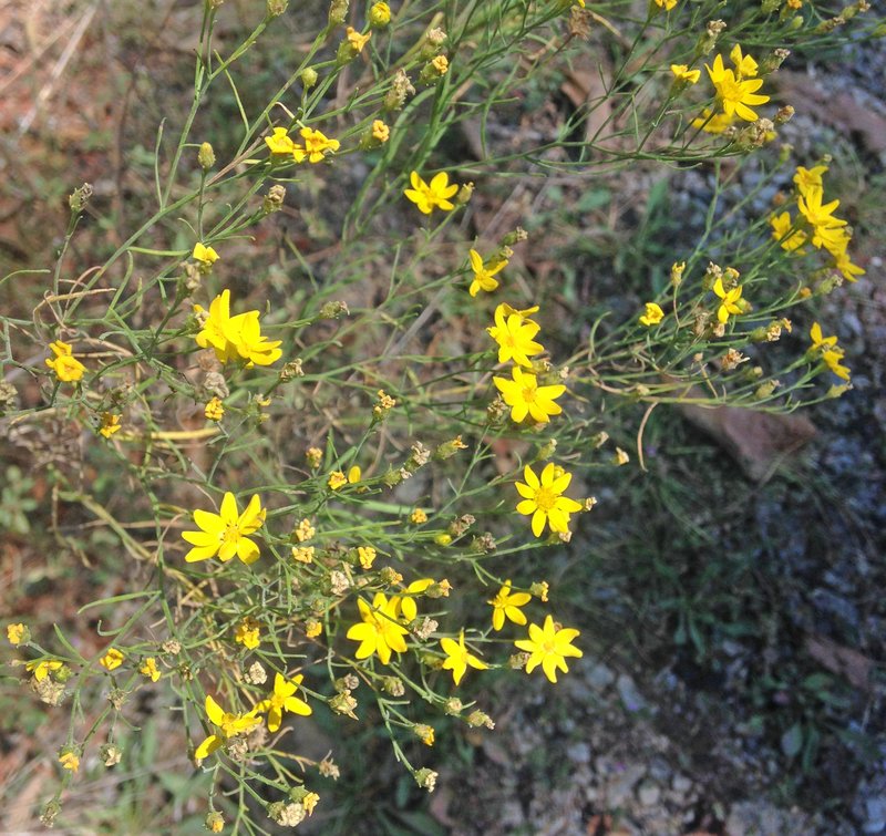 Prairie Broomweed