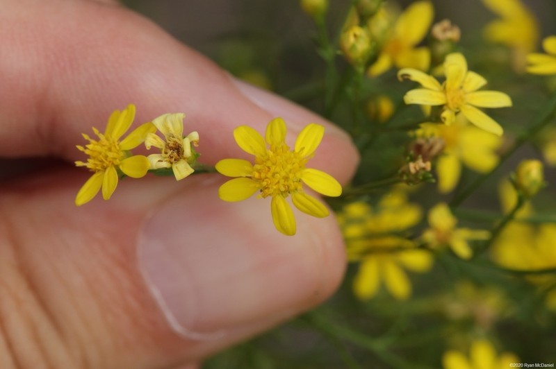 Prairie Broomweed photo 2