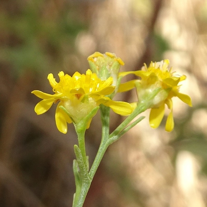 Prairie Broomweed photo 3