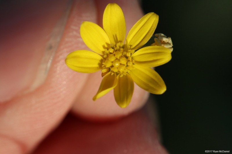 Prairie Broomweed photo 4