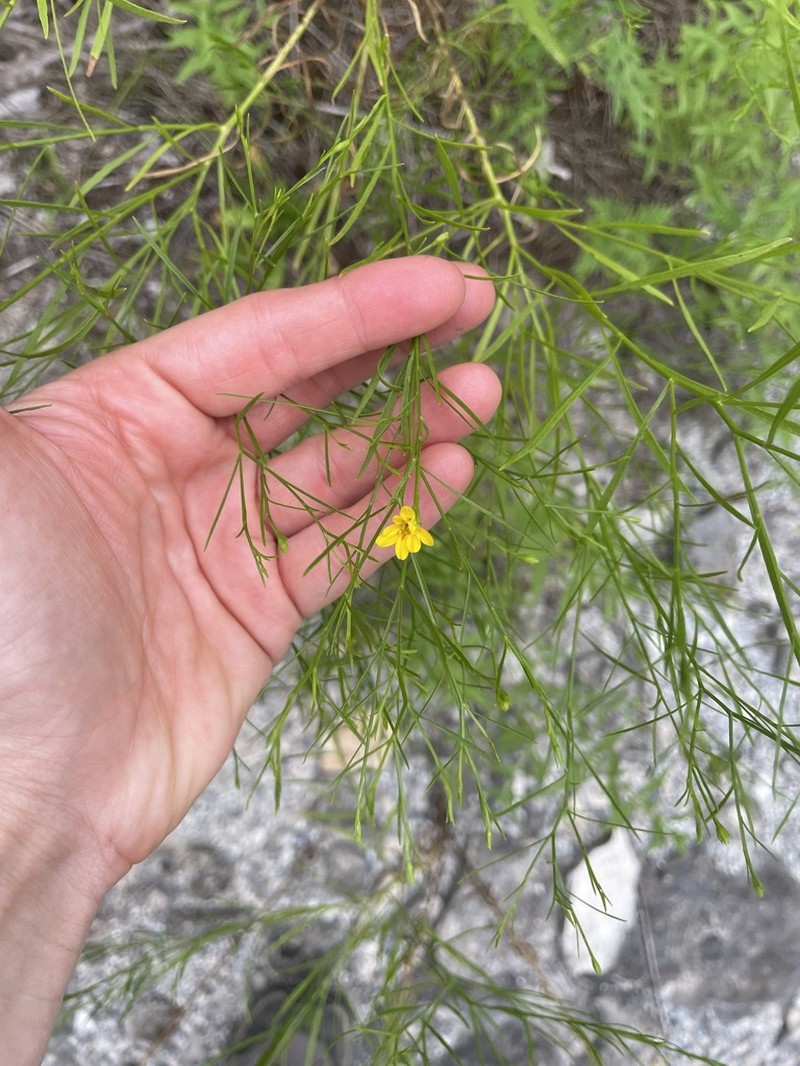 Prairie Broomweed photo 5