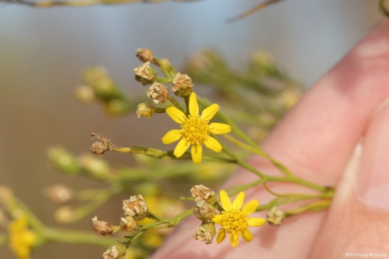 Prairie Broomweed photo 6
