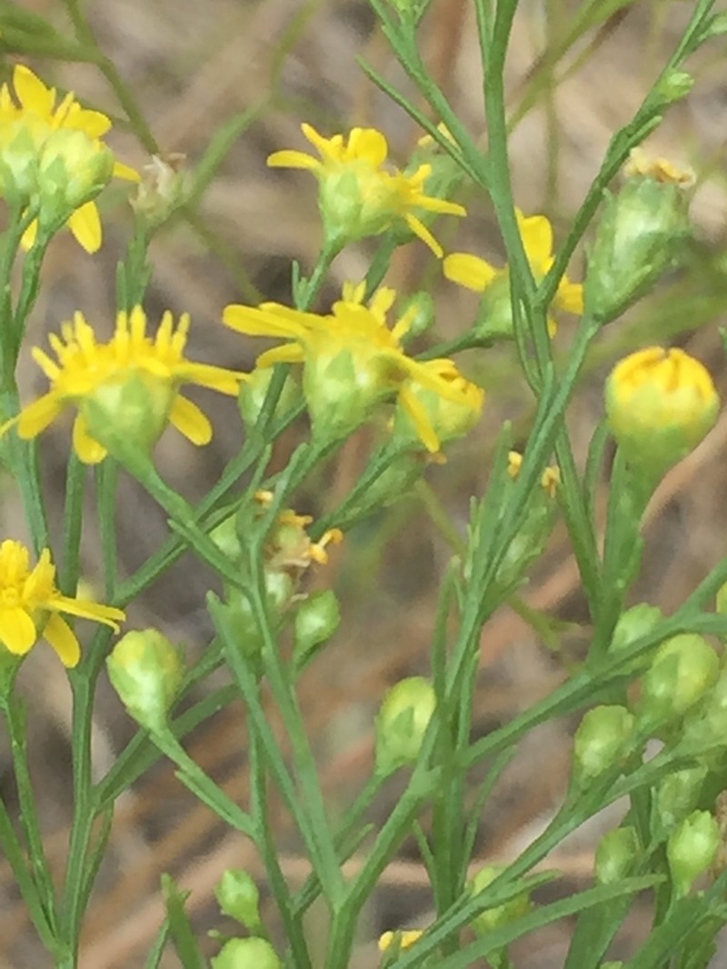 Prairie Broomweed photo 7