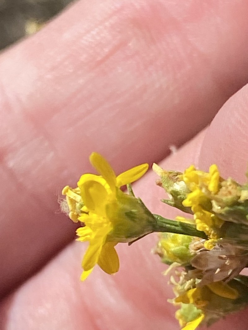 Prairie Broomweed photo 8