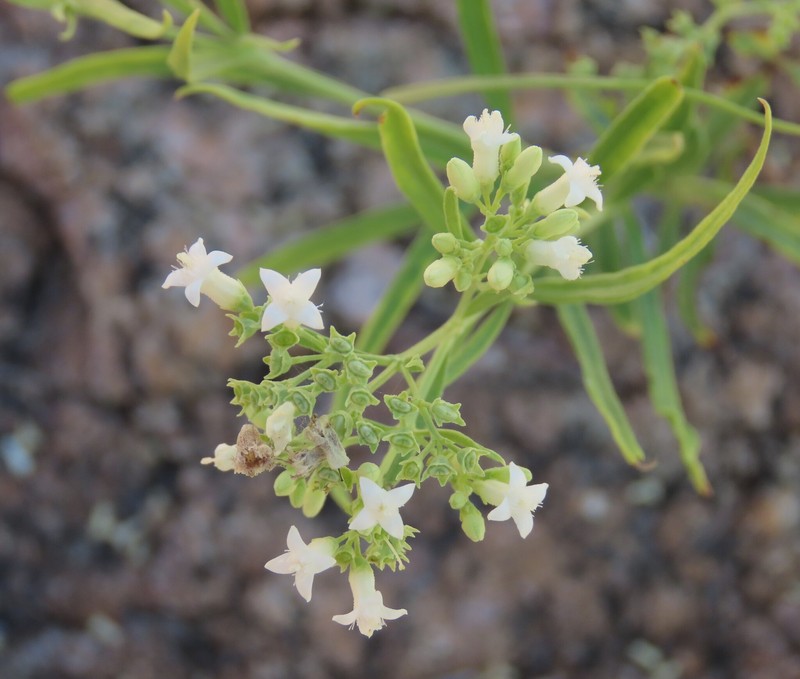 Amphiasma benguellense photo 2