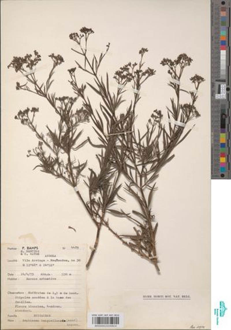 Amphiasma benguellense photo 3