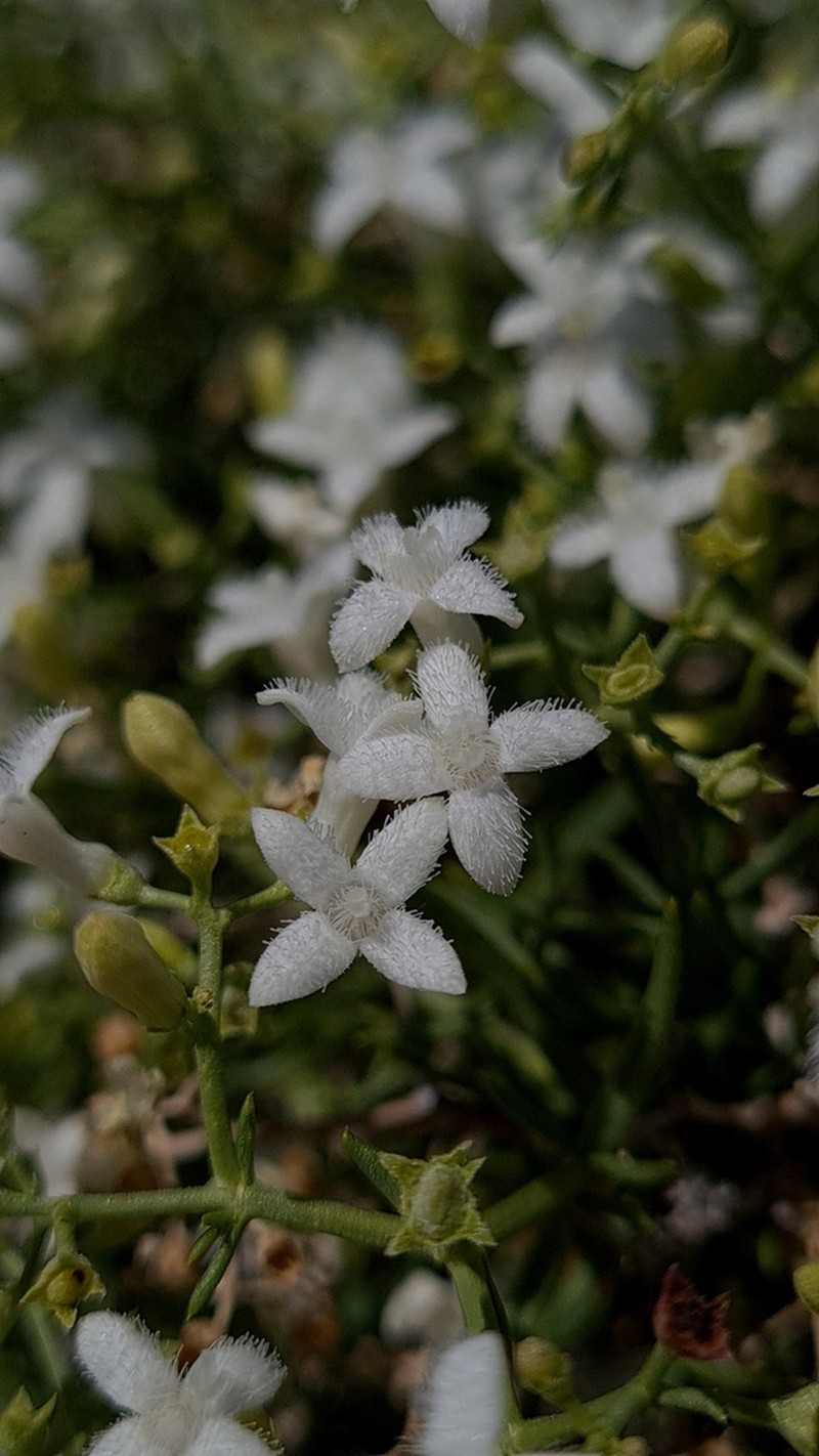 Amphiasma divaricatum photo 2