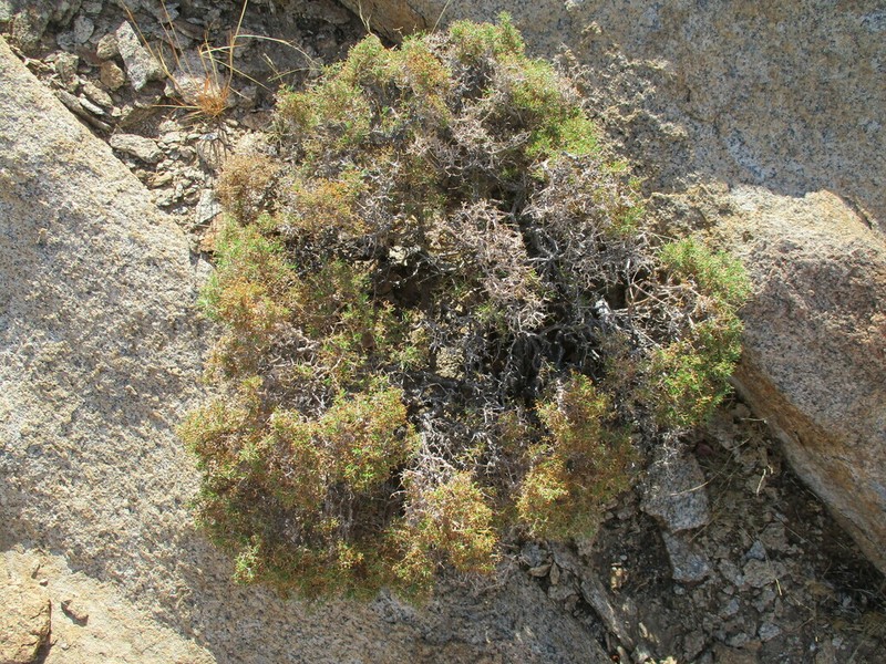 Amphiasma divaricatum photo 3