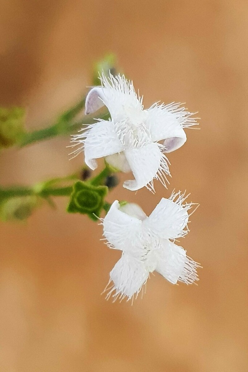 Amphiasma divaricatum photo 4