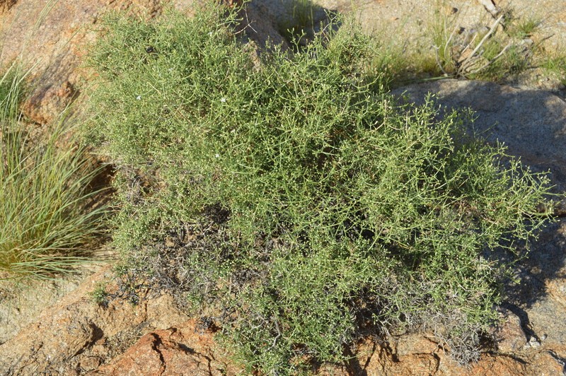 Amphiasma divaricatum photo 5