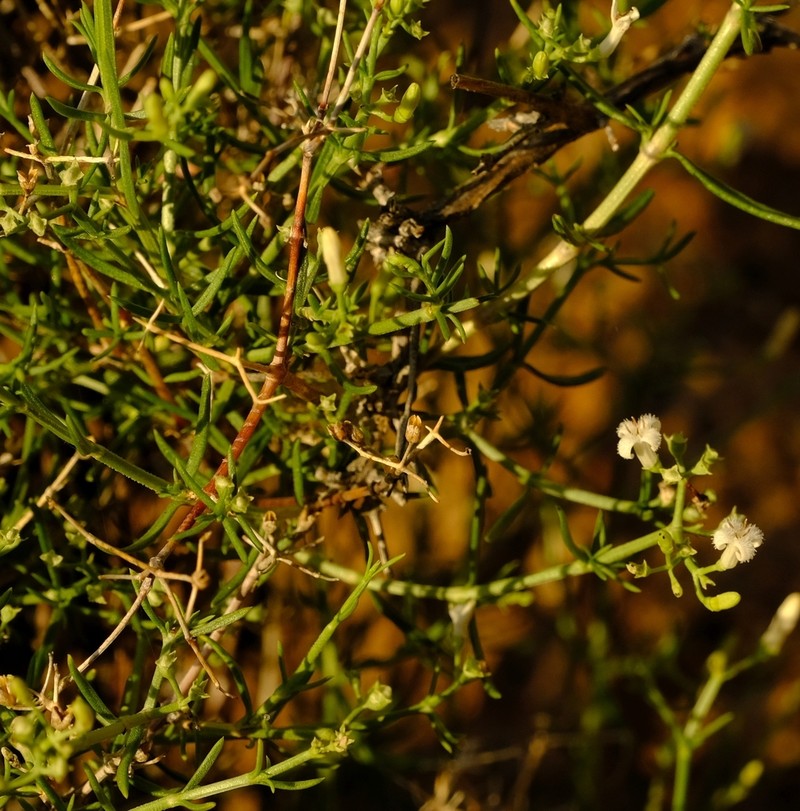Amphiasma divaricatum photo 6