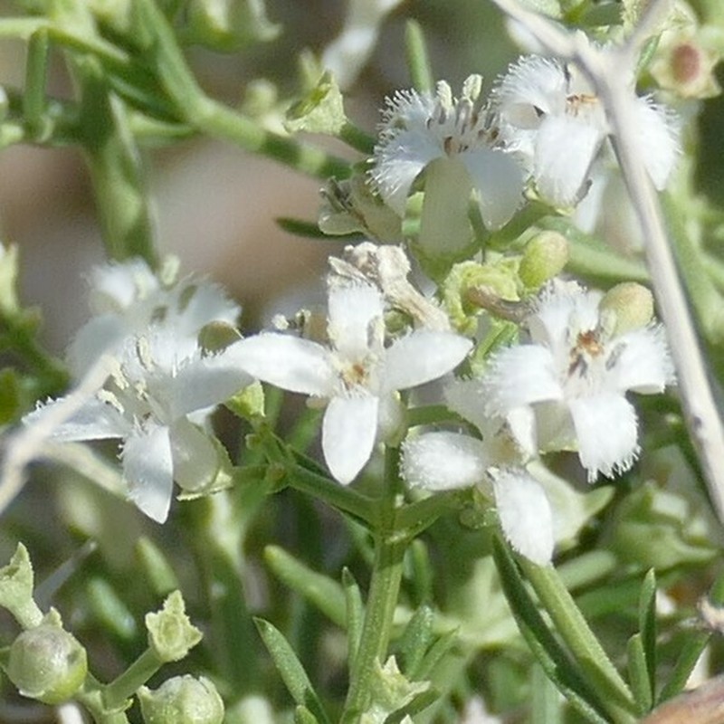 Amphiasma divaricatum photo 7
