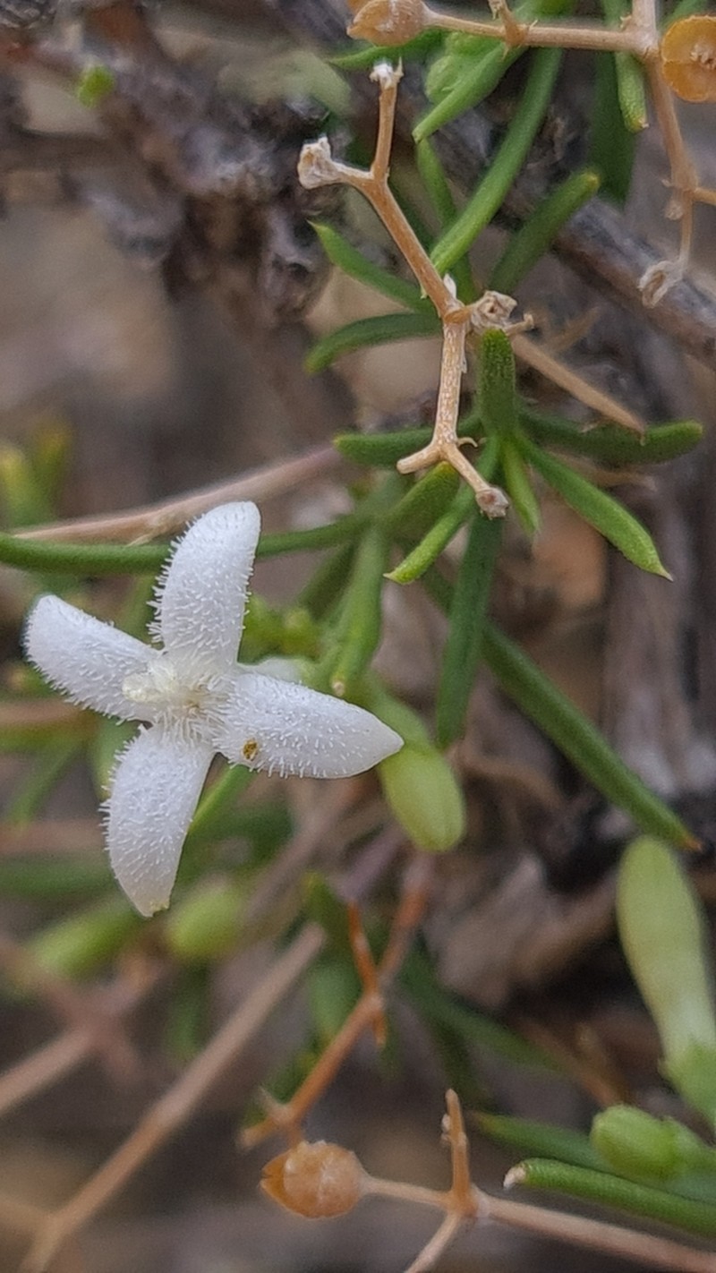Amphiasma divaricatum photo 8