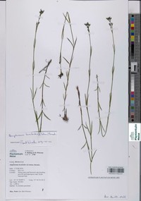Amphiasma luzuloides