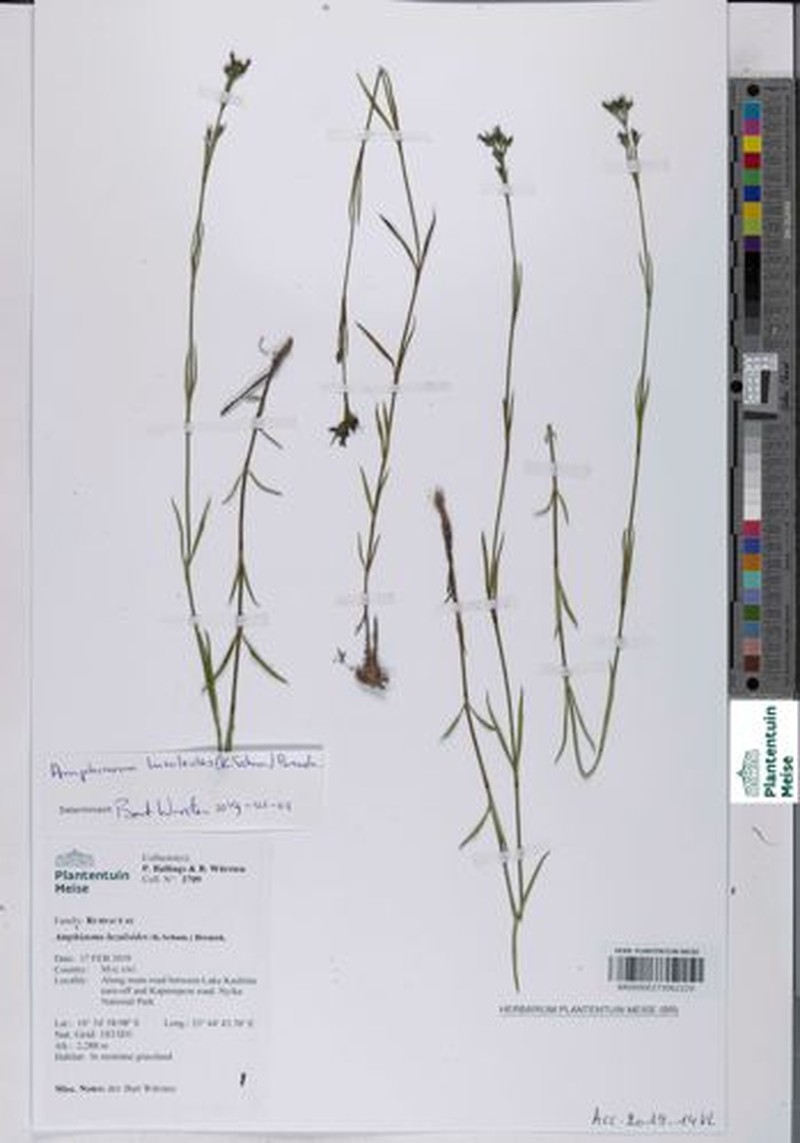 Amphiasma luzuloides