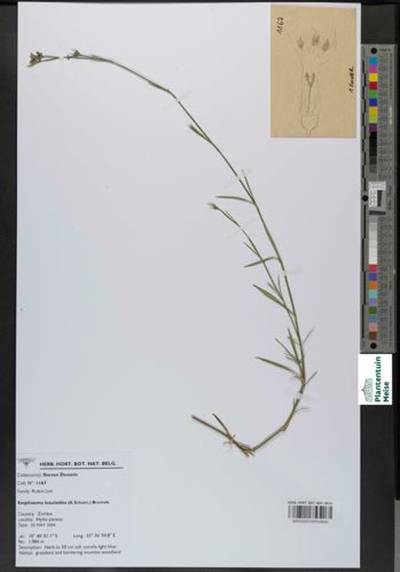 Amphiasma luzuloides photo 2