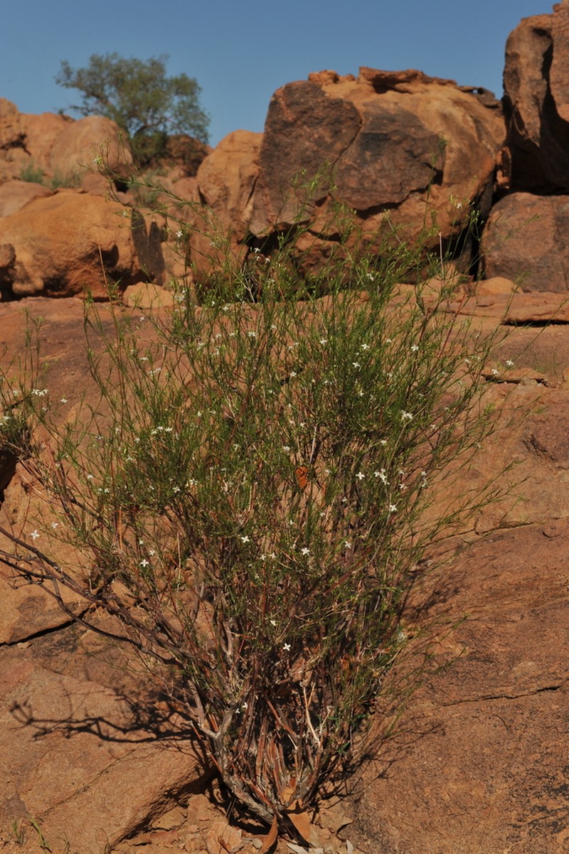 Amphiasma merenskyanum