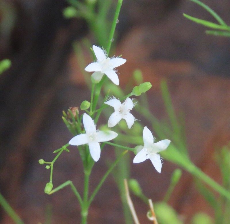 Amphiasma merenskyanum photo 2