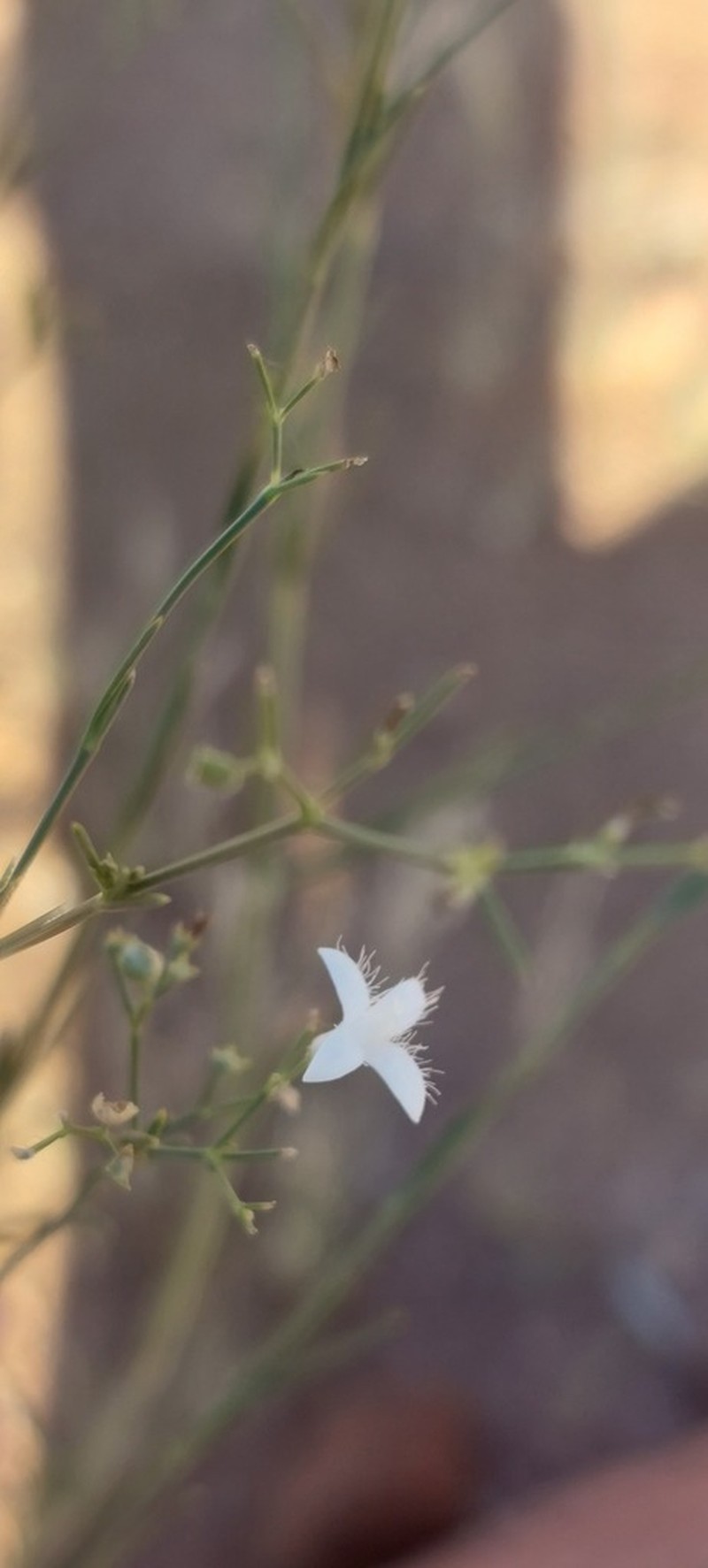 Amphiasma merenskyanum photo 4
