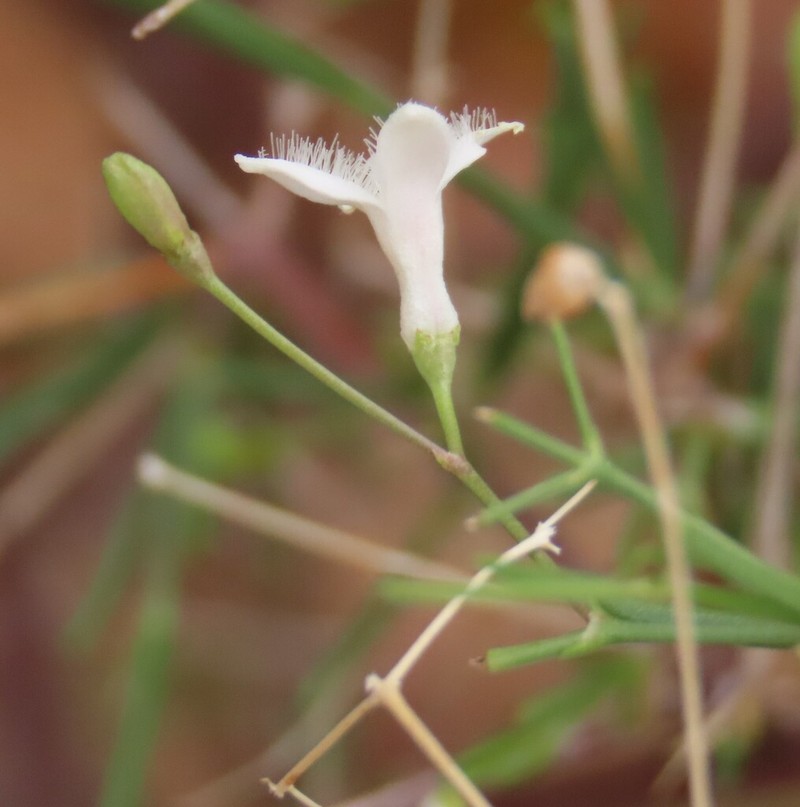 Amphiasma merenskyanum photo 5
