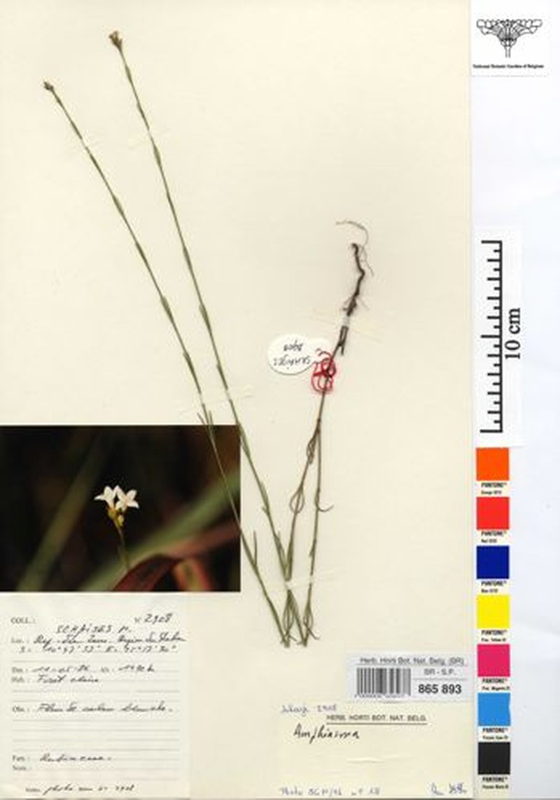 Amphiasma robynsii