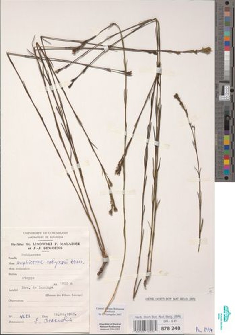 Amphiasma robynsii photo 3